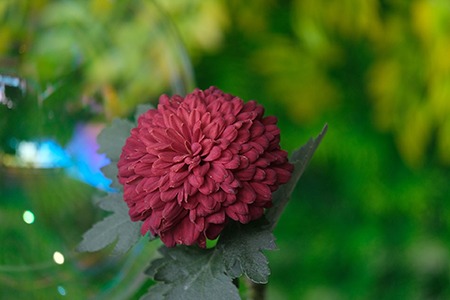 reflex chrysanthemums