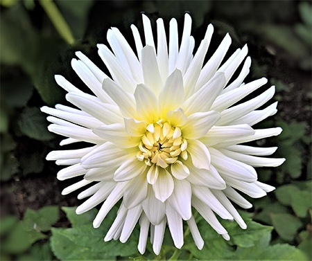 single blooms are types of mums that resembles daisies