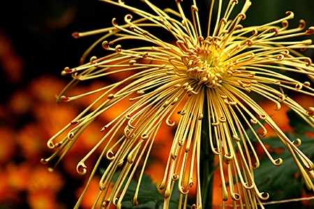 spider blooms are common chrysanthemum varieties which has petals that look like spider legs