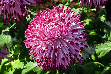 spoon chrysanthemums are one of the unique mum varieties due to their spoon like petals