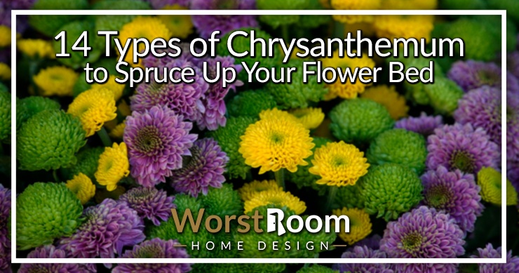 types of chrysanthemum