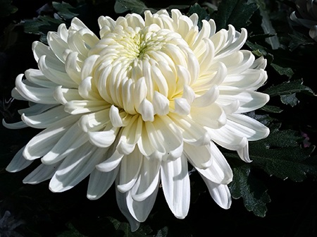 even though there are many types of mum flowers, there can be some of them which cannot be categorized and these are called as unclassified chrysanthemums