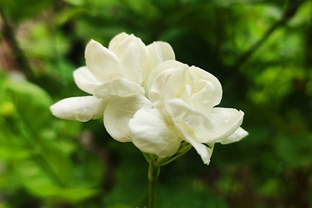 arabian jasmine