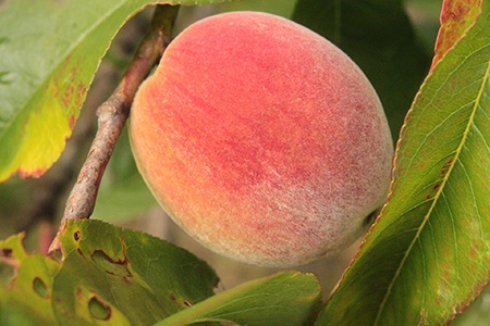 august pride peaches