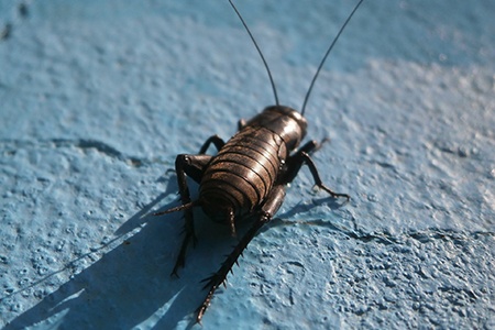 australian field crickets