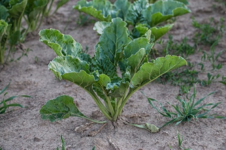 baby kale