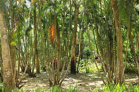 one of the different types of gardens is bamboo gardens; it has a special beauty in itself