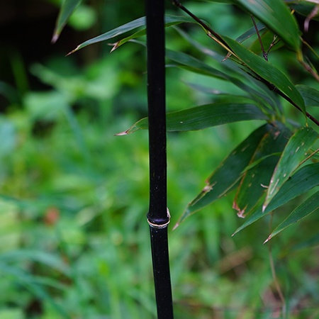 amony many types of bamboo plants, black bamboos are definitely the most unexampled one