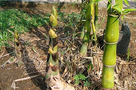 buddha belly bamboo