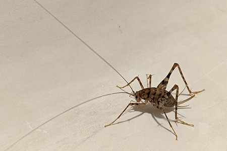 Camel Crickets (Cave Crickets)  Missouri Department of Conservation