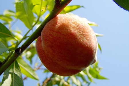 cardinal peaches