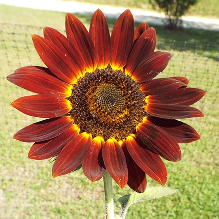 even though sunflowers are generally yellow color some different types of sunflowers like chianti have dark red colors on it