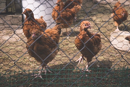 многие типы проволочных ограждений используются для содержания животных на территории, и, как следует из названия, проволочные сетки обычно предпочтительны для содержания цыплят в загоне.