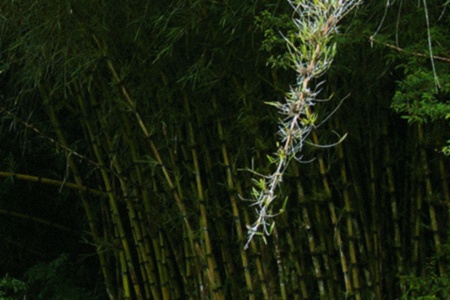 chilean bamboo