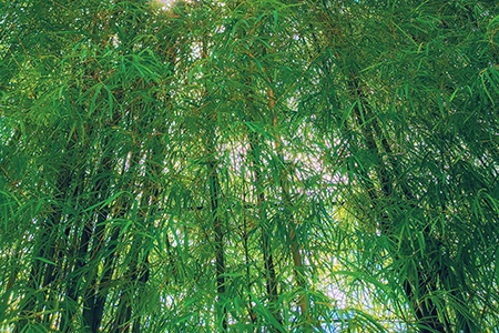 chinese fountain bamboo