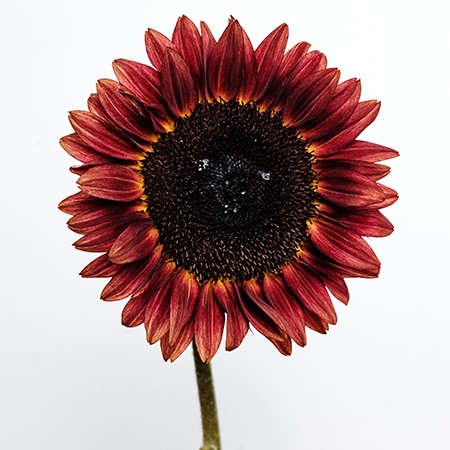 some sunflower species like chocolate cherry have unique colorings featuring dark red and chocolate brown colors