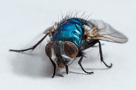 common housefly