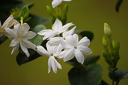 common jasmine