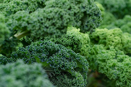 curly kale is one of the most popular kale types