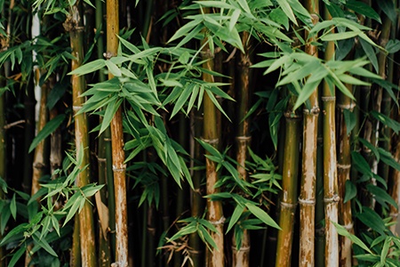 dragon head bamboo species are famous among pandas