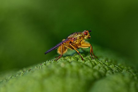 dung flies