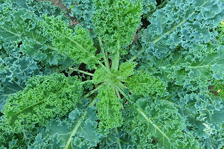 dwarf blue curled kale