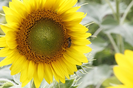 dwarf incredible is one of the unique sunflower species with its shorter stems and full-sized blooms