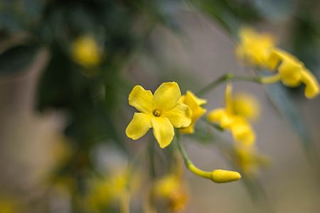 some jasmine varieties, like dwarf jasmine, have yellow color