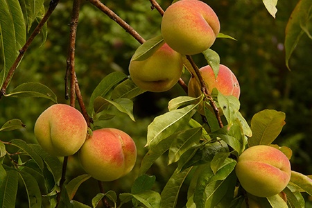 types of peach trees are important in giving a name to the peaches; el dorado peaches are originated from the trees that grow in el dorado