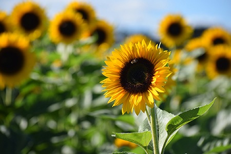 sunflower types like elf sunflowers are differed according to their sizes; they are a miniature version of common sunflowers