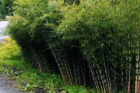 fargesia types of bamboo are generally raised in Asia
