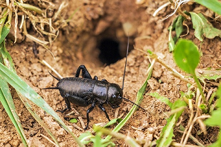 different types of crickets like field crickets have unique black color that can help people to differentiate them