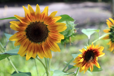 firecracker sunflowers