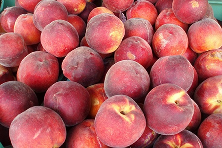 freestone peaches are the most common peach varieties in markets