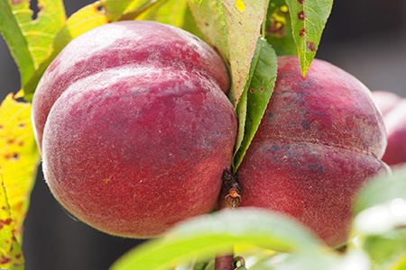 frost peaches