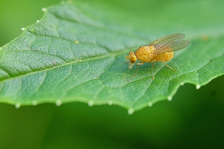 one of the most common gnat types is fruit flies; you can observe them on overripe fruit, bathroom, kitchen, and sweet drinks