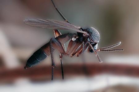 fungus gnats