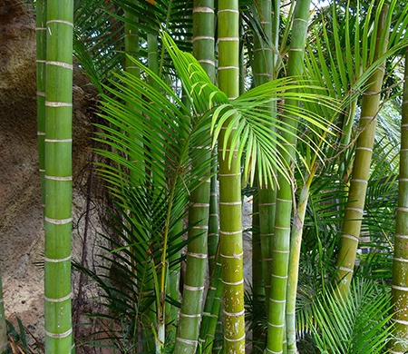 giant bamboo