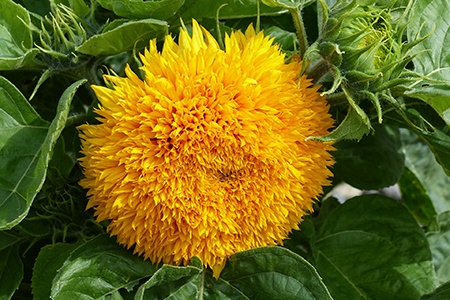 unlike all other giant sunflower varieties, giant sungold's flower looks like pom poms