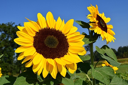 many sunflower types are massive and giganteus sunflowers are can reach up to 12 feet in height