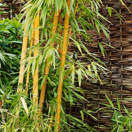 goldstripe bamboo species have green and gold strips on them