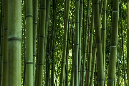 gree-glaucous bamboo