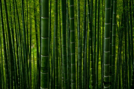 some bamboo varieties are used for various needs; guadua bamboos commonly used for building houses and they contribute to wildlife ecosystem