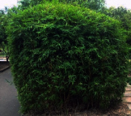 hedge bamboos are the types bamboos for landscaping, they are easy to grow and have bright colors.