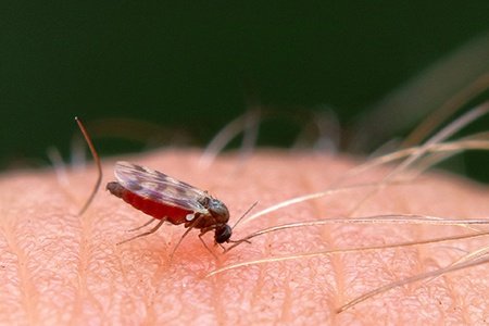 there are aggressive types of gnats like highland midges, they move as a swarm and bite you 