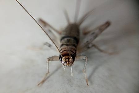 house crickets are the most known species of crickets; they can be found in houses
