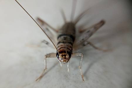 19 Types of Crickets: Easy Identification Guide with Pictures - Worst Room