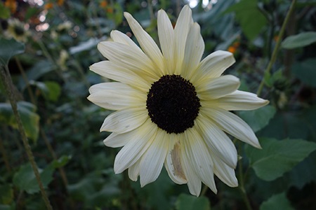 sometimes sunflower names reflect their significant characteristics and italian white is clearly a distinct sunflower with its cream color