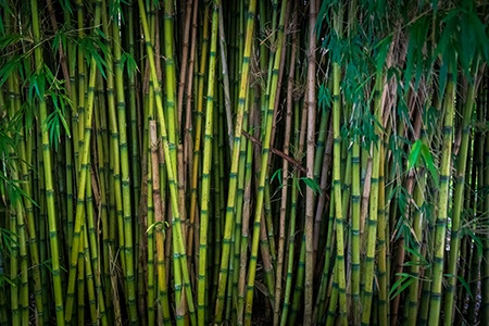 some bamboo types can be used for very specific needs and japanese arrow bamboos are famous for making arrows