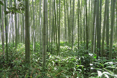special types of bamboo trees like japanese timber bamboo are used to harvest timber